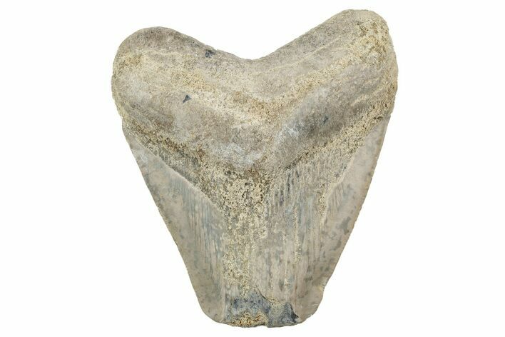 Bargain, , Fossil Megalodon Tooth - Georgia #338837